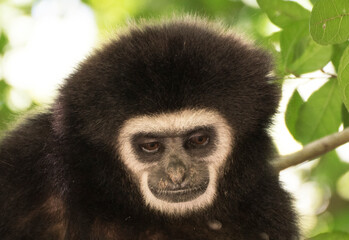 gibbon à mains blanche dans la forêt équatoriale, white-handed gibbon in the wild life, espèce en voie de disparition