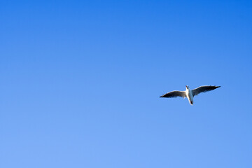 seagull flying