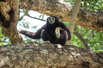 gibbon à mains blanche dans la forêt équatoriale, white-handed gibbon in the wild life, espèce en voie de disparition