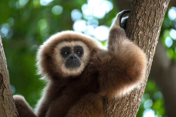 gibbon à mains blanche dans la forêt équatoriale, white-handed gibbon in the wild life, espèce en voie de disparition