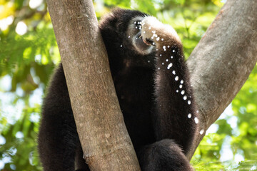 gibbon à mains blanche dans la forêt équatoriale, white-handed gibbon in the wild life, espèce en voie de disparition