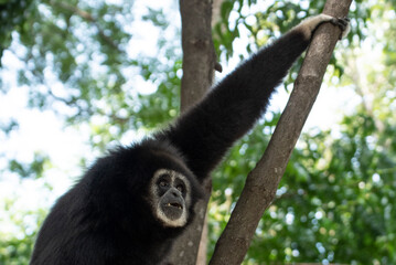 gibbon à mains blanche dans la forêt équatoriale, white-handed gibbon in the wild life, espèce en voie de disparition