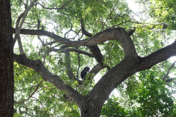 Fototapeta na wymiar gibbon à mains blanche dans la forêt équatoriale, white-handed gibbon in the wild life, espèce en voie de disparition