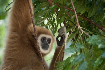 gibbon à mains blanche dans la forêt équatoriale, white-handed gibbon in the wild life, espèce en voie de disparition