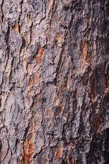 bark of a tree. spruce tree bark. texture of tree bark. brown tree bark