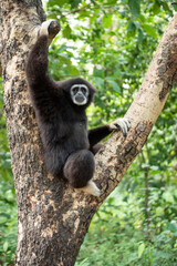 gibbon à mains blanche dans la forêt équatoriale, white-handed gibbon in the wild life, espèce en voie de disparition