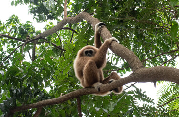 gibbon à mains blanche dans la forêt équatoriale, white-handed gibbon in the wild life, espèce en voie de disparition