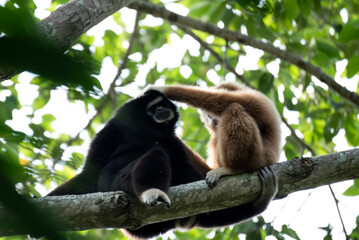 gibbon à mains blanche dans la forêt équatoriale, white-handed gibbon in the wild life, espèce en voie de disparition