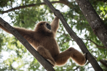 gibbon à mains blanche dans la forêt équatoriale, white-handed gibbon in the wild life, espèce en voie de disparition