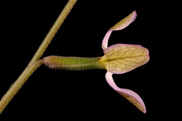 Night-Scented Stock (Matthiola longipetala). Flower Closeup