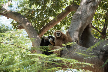 gibbon à mains blanche dans la forêt équatoriale, white-handed gibbon in the wild life, espèce en voie de disparition