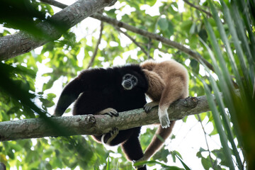 gibbon à mains blanche dans la forêt équatoriale, white-handed gibbon in the wild life, espèce en voie de disparition