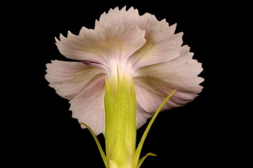 Fototapeta na wymiar Sweet William (Dianthus barbatus). Flower Closeup