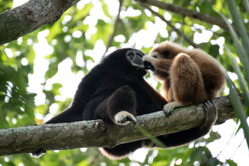 gibbon à mains blanche dans la forêt équatoriale, white-handed gibbon in the wild life, espèce en voie de disparition