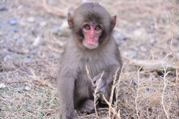 可愛いニホンザル