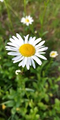 white daisy flower