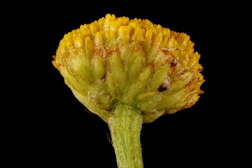 Tansy (Tanacetum vulgare). Capitulum Closeup