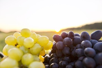 Basket with harvest of green and blue grapes, beautiful sunset nature background