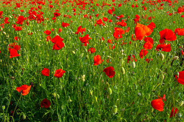 Fototapeta premium the tender red poppies in the green grass on the plain