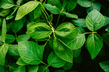 Big and fresh soybean leaves in detail