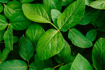 Big and fresh soybean leaves in detail