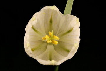 Fritillary (Fritillaria meleagris). Flower Closeup