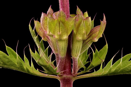 Moldavian Dragon-Head (Dracocephalum moldavica). Verticillaster Closeup