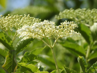 roslina krzew o kwiatostanach koloru bialego o nazwie bez czarny rosnacy przy drodze polnej w miejscowosci fasty na podlasiu w polsce
