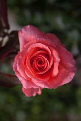 red rose in garden with blurred background. 