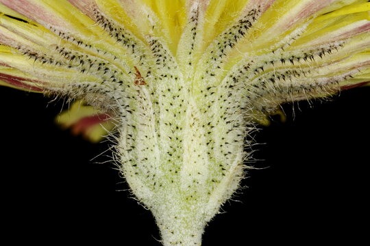Mouse-Ear Hawkweed (Pilosella officinarum). Involucrum Closeup