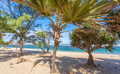 Obraz premium palm trees on the beach, Saint-Pierre, Reunion island 