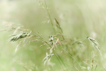 Obraz na płótnie Canvas Nature background with wildgrass under sunlight. Selective focus. Plant background.