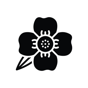 Black solid icon for mesua ferrea
