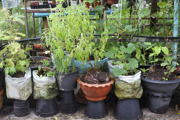 Fototapeta na wymiar Organic growing - Real home vegetable garden in Thailand