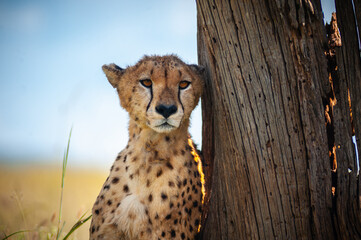Tired wild cheetah hid from the sun behind a tree in Africa