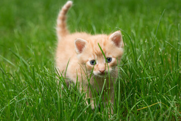 Naklejka na ściany i meble red kitten in green grass 