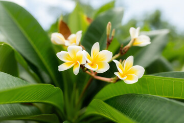Fototapeta na wymiar flower frangipani on with natural background