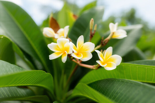 flower frangipani on with natural background