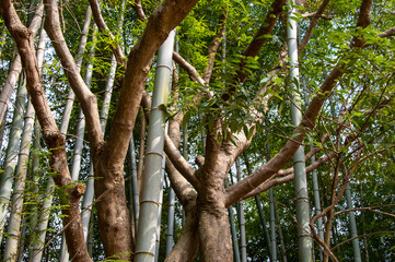 木の幹の間を伸びる竹