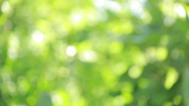 Nature bokeh background of blurry sunset landscape