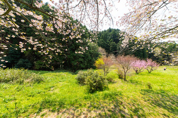 歩道に覆いかぶさるような桜と影
