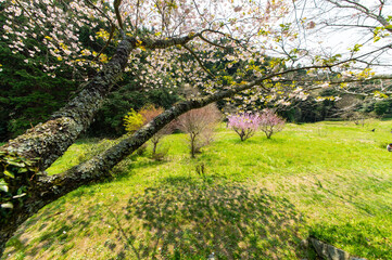 地面に覆いかぶさるような桜と影