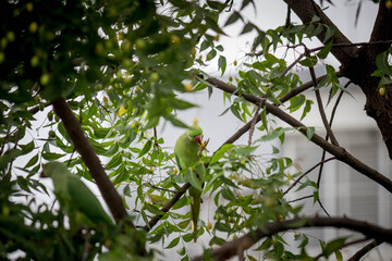 Green parrot