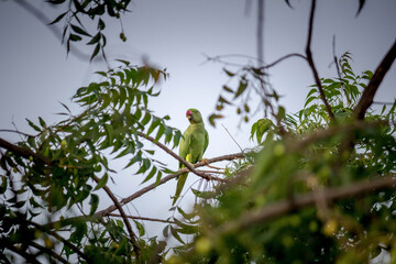 Green parrot on the tree
