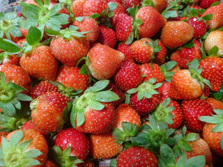 Freshly picked strawberries