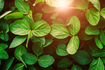 Large soybean leaves bathed in sunlight