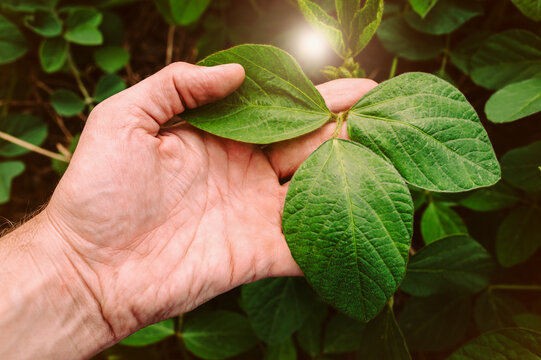 Green Leaves Of Soy Bean In Hand. 