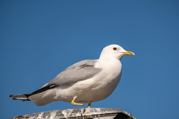 Injured, handicap seagull standing on a lamp post