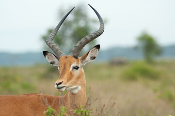 wild impala on green grass in National park in Africa