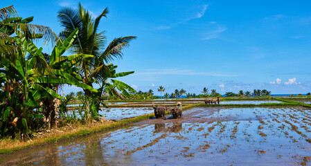 Rice terraces landscape. Farmers working at rice terraces. Asian farmers plowing rice fields with a pair of oxen. Organic rice farmland in Malaysia.